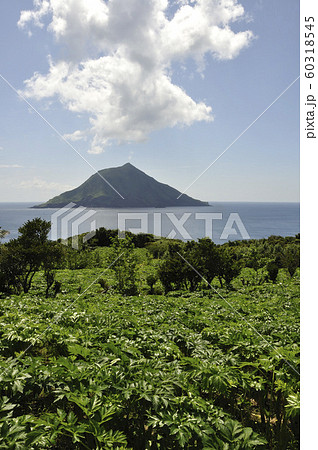 アシタバ畑と八丈小島 60318545