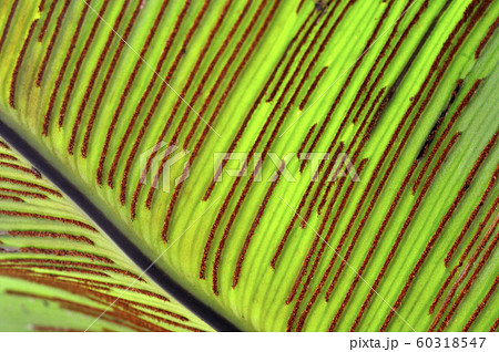 シダの葉のアップ 60318547