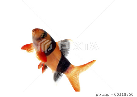 クラウンローチ 60318550