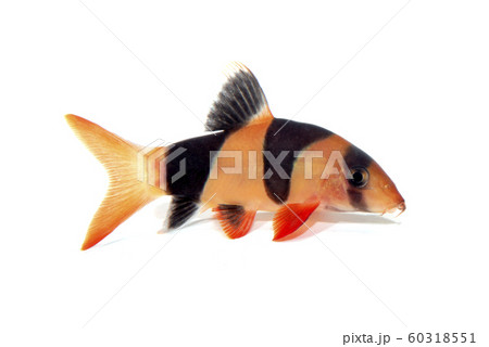 クラウンローチ 60318551