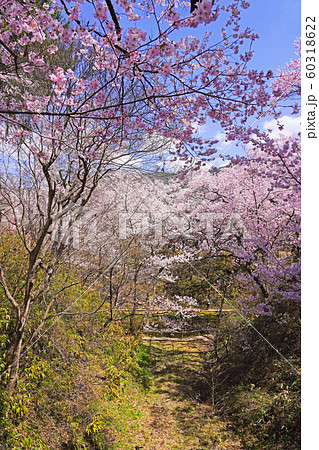 高遠城址公園の桜 高遠城址公園の桜 60318622
