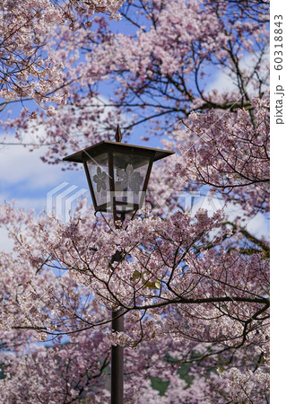 高遠城址公園の桜 高遠城址公園の桜 60318843