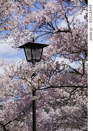 高遠城址公園の桜 高遠城址公園の桜 60318844
