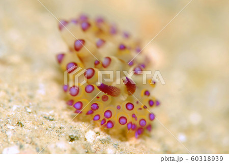 ウミウシ ウミウシ 60318939