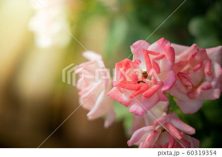 Roses in the garden Roses in the garden 60319354