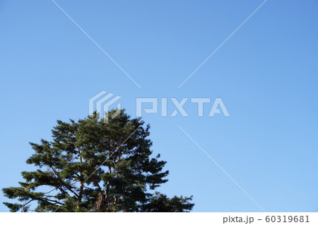 青空＆木 60319681