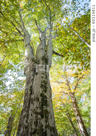 ブナ　『森の神』　秋 60319811