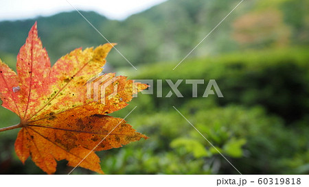 紅葉したもみじ 60319818