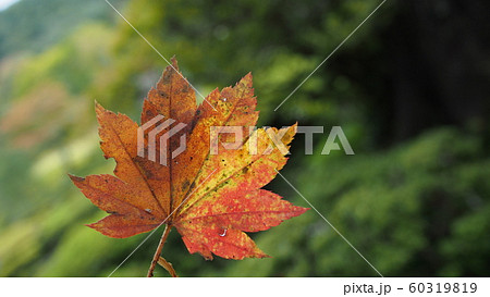 紅葉したもみじ 紅葉したもみじ 60319819