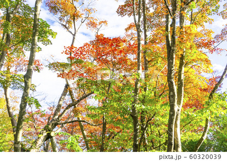 もみじ園の紅葉 【長岡市越路】 もみじ園の紅葉 【長岡市越路】 60320039