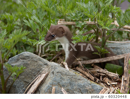 栂池高原に生息する野生のオコジョ 60320448