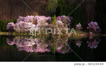 中綱湖の満開の桜と水鏡 60320449