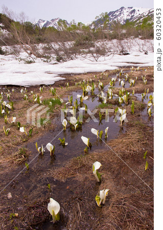 残雪残る栂池自然園の水芭蕉の風景の写真素材