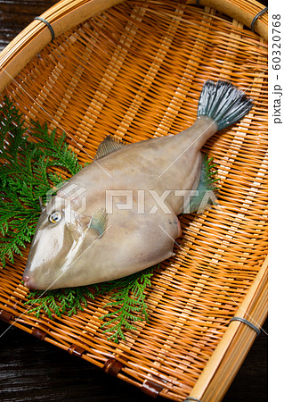 馬面皮剥 馬面皮剥 60320768