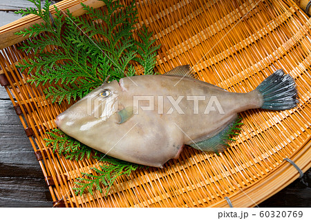 馬面皮剥 60320769