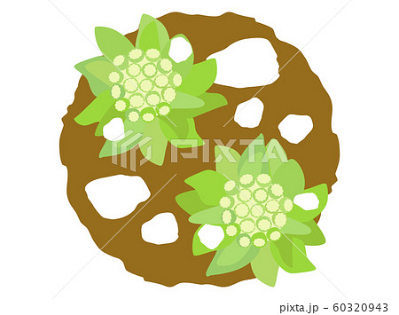 ふきのとう3のイラスト素材 ふきのとう3のイラスト素材