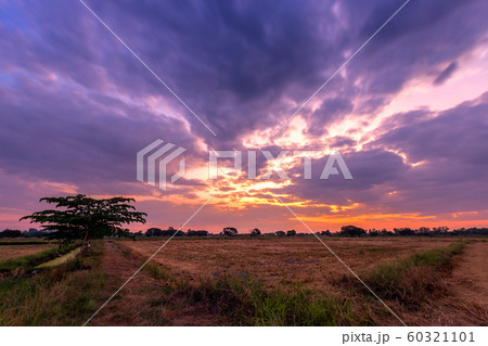 Burned rice stubble in a rice field after harvest 60321101