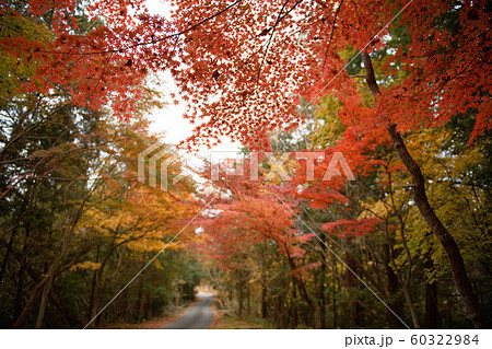 庚申山 広徳寺 2019秋 庚申山 広徳寺 2019秋 60322984