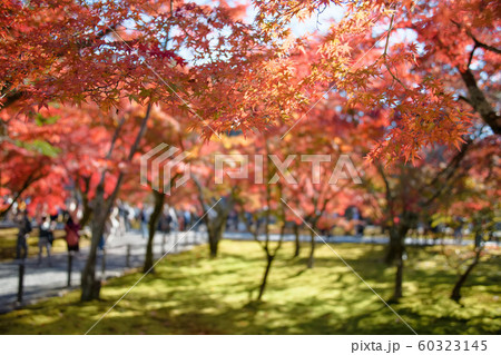 南禅寺　2019秋 60323145