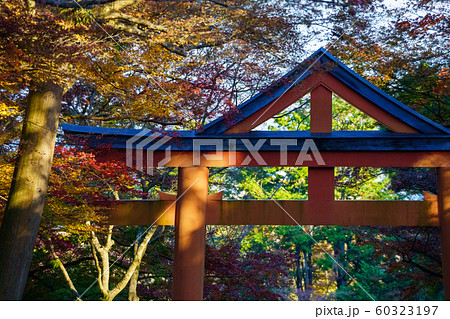 紅葉と山王鳥居 60323197