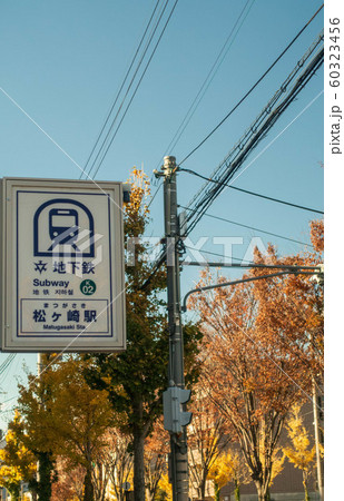 京都市営地下鉄烏丸線、松ヶ崎駅と銀杏並木の風景 60323456