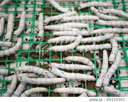 カイコ カイコ 60323503