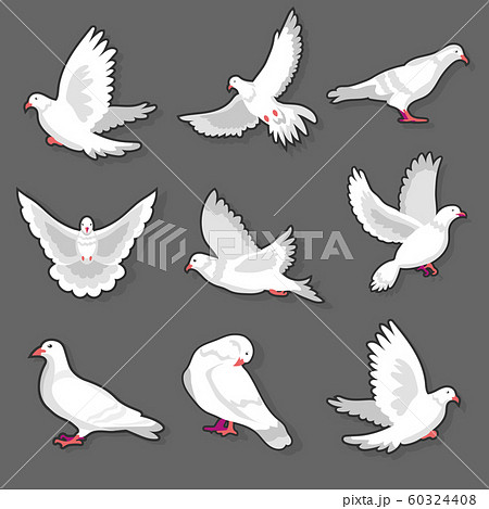 Pigeon Or White Dove Bird In Motion On Grey のイラスト素材