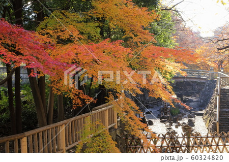 日本　王子の紅葉 60324820