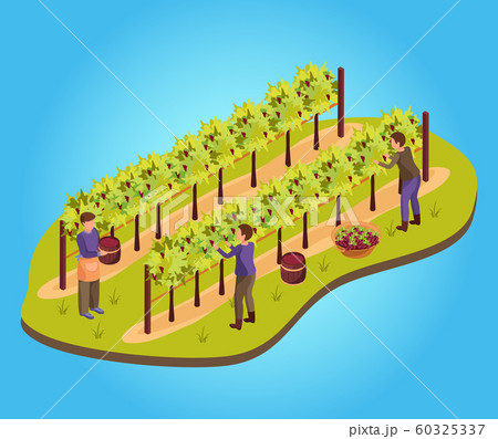 Wine Production Background 60325337