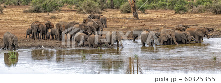 elephant group drinking at the pool in kruger park elephant group drinking at the pool in kruger park 60325355