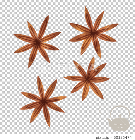 Star anise hand-drawn illustration / Chinese medicine / Yakuzen 60325474