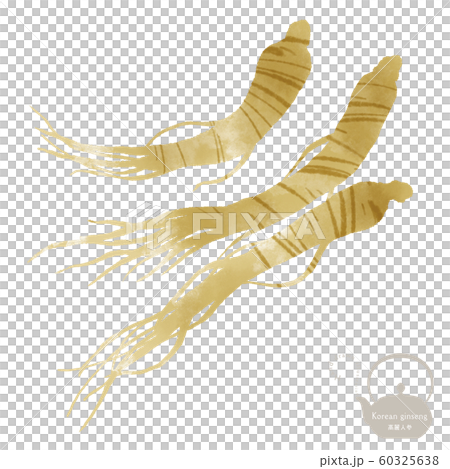 高麗人参 / 手描きイラスト / 漢方 / 薬膳 60325638