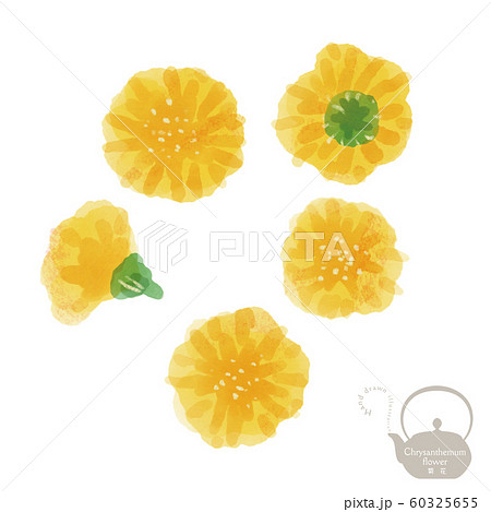 菊花 / 手描きイラスト / 漢方 / 薬膳 菊花 / 手描きイラスト / 漢方 / 薬膳 60325655