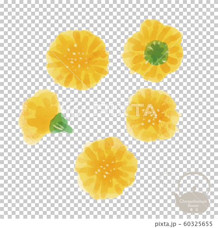 菊花 / 手描きイラスト / 漢方 / 薬膳 菊花 / 手描きイラスト / 漢方 / 薬膳 60325655