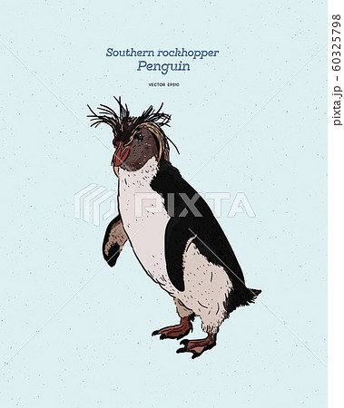 Southern Rockhopper Penguin is a bird in the 60325798