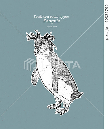 Southern Rockhopper Penguin is a bird in the 60325799