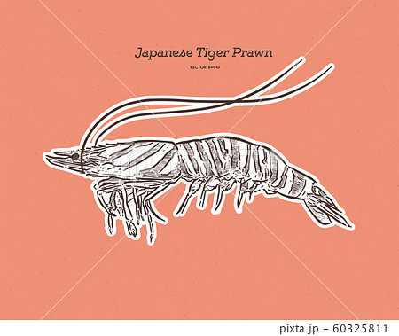 Japanese tiger prawn, hand draw sketch vector. Japanese tiger prawn, hand draw sketch vector. 60325811