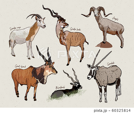 vector set of antelopes, hand drawn sketch of vector set of antelopes, hand drawn sketch of 60325814