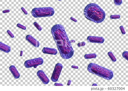 大腸桿菌的插圖（計算機圖形） 60327004