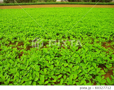 緑肥茂る夏の畑風景 60327712