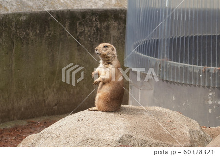 プレーリードッグ 60328321