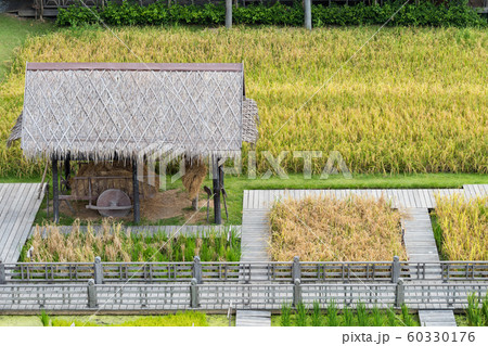 Wooden sheaf hut of rice farm Wooden sheaf hut of rice farm 60330176
