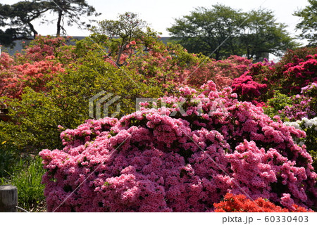 つつじが岡公園 つつじが岡公園 60330403