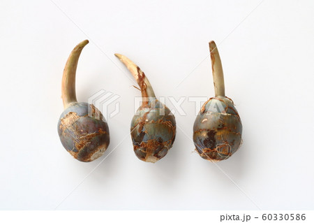 クワイ クワイ 60330586