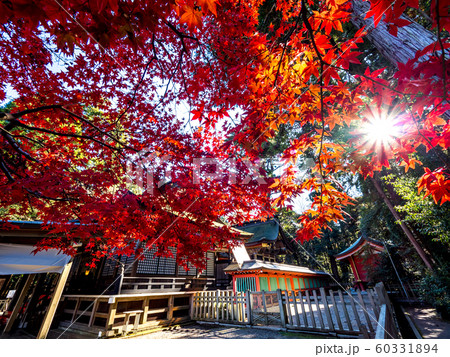 紅葉の鹿島神宮の拝殿と本殿　茨城県  60331894