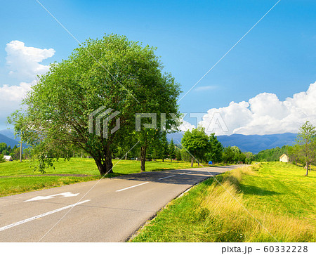 Tree near the road Tree near the road 60332228