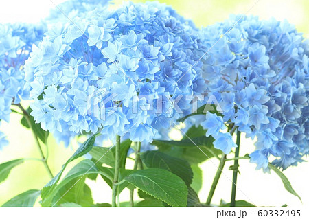 アジサイ　青花　自然背景 60332495