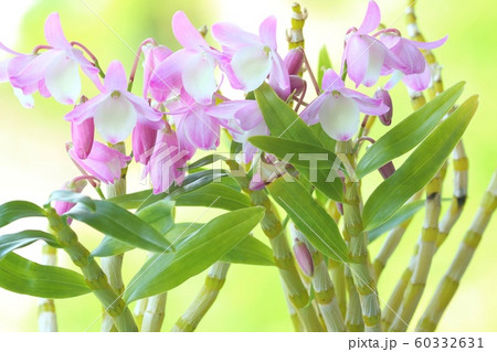 デンドロビウム ハマナレイク ピンク色の花 デンドロビウム ハマナレイク ピンク色の花 60332631