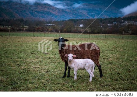 Traveling in Broto mountain Spain Traveling in Broto mountain Spain 60333092