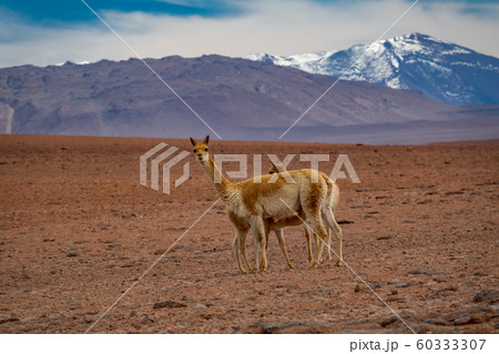 Three Vicugna vicugnas in Atacama high plateau with snow covered volcanoes in the background 60333307